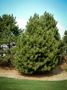 Сосна Чёрная (Pinus Nigra) купить по цене от 270.00р. в интернет-магазине «Посадика» с доставкой почтой в в Пролетарске и по всей России – [изображение №1].