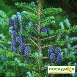 Пихта корейская (Abies koreana) купить по цене от 450.00р. в интернет-магазине «Посадика» с доставкой почтой в в Пролетарске и по всей России – [изображение №1].