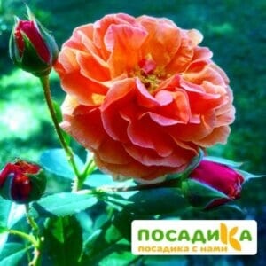 Роза Арабия купить по цене от 350.00р. в интернет-магазине «Посадика» с доставкой почтой в в Пролетарске и по всей России – [изображение №1].