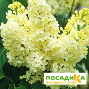 Сирень Примроуз (Primrose) купить по цене от 529.00р. в интернет-магазине «Посадика» с доставкой почтой в в Пролетарске и по всей России – [изображение №1].