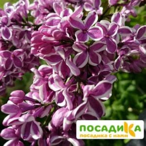 Сирень Сенсация купить по цене от 529.00р. в интернет-магазине «Посадика» с доставкой почтой в в Пролетарске и по всей России – [изображение №1].