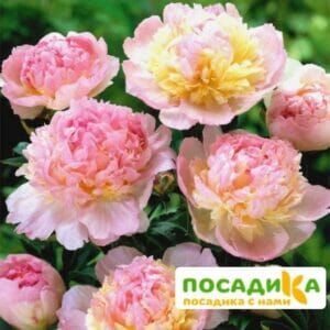 Пион Распберри Сандей (Paeonia Raspberry Sundae) купить по цене от 959р. в интернет-магазине «Посадика» с доставкой почтой в в Пролетарске и по всей России – [изображение №1].