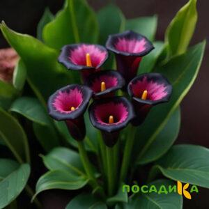 Калла Аура Лейс купить по цене от 400р. в интернет-магазине «Посадика» с доставкой почтой в в Пролетарске и по всей России – [изображение №1].