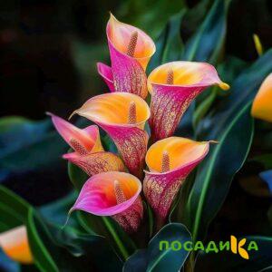Калла Оникс купить по цене от 450р. в интернет-магазине «Посадика» с доставкой почтой в в Пролетарске и по всей России – [изображение №1].