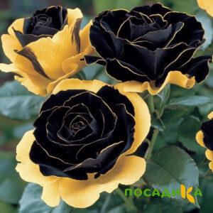 Роза Ханни Сикл купить по цене от 700р. в интернет-магазине «Посадика» с доставкой почтой в в Пролетарске и по всей России – [изображение №1].