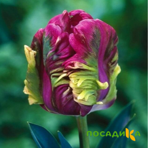 Тюльпан Экзотик Хэвен купить по цене от 186р. в интернет-магазине «Посадика» с доставкой почтой в в Пролетарске и по всей России – [изображение №1].