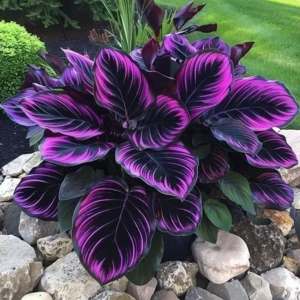 Хоста Люминоза купить по цене от 450р. в интернет-магазине «Посадика» с доставкой почтой в в Пролетарске и по всей России – [изображение №1].