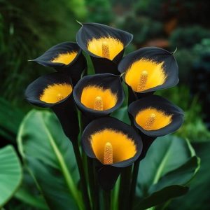 Калла Легато купить по цене от 620р. в интернет-магазине «Посадика» с доставкой почтой в в Пролетарске и по всей России – [изображение №1].