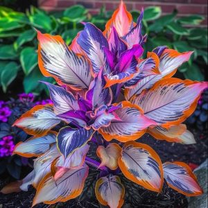 Хоста Эмеральд Тиара купить по цене от 602р. в интернет-магазине «Посадика» с доставкой почтой в в Пролетарске и по всей России – [изображение №1].