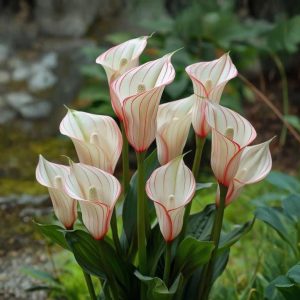 Калла Глейшер купить по цене от 299р. в интернет-магазине «Посадика» с доставкой почтой в в Пролетарске и по всей России – [изображение №1].