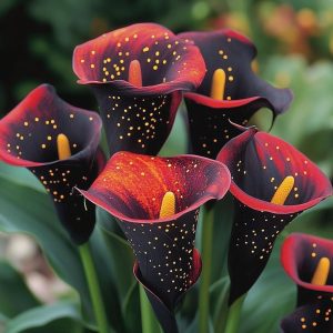 Калла Нуар купить по цене от 299р. в интернет-магазине «Посадика» с доставкой почтой в в Пролетарске и по всей России – [изображение №1].