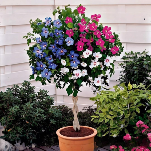 Гибискус-Дерево Триколор купить по цене от 289р. в интернет-магазине «Посадика» с доставкой почтой в в Пролетарске и по всей России – [изображение №1].