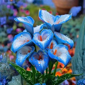 Калла Портрейт купить по цене от 292р. в интернет-магазине «Посадика» с доставкой почтой в в Пролетарске и по всей России – [изображение №1].