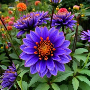 Георгин Лазурит купить по цене от 799р. в интернет-магазине «Посадика» с доставкой почтой в в Пролетарске и по всей России – [изображение №1].