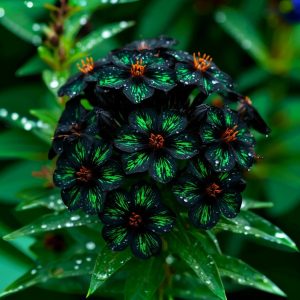 Флокс Ривьера купить по цене от 299р. в интернет-магазине «Посадика» с доставкой почтой в в Пролетарске и по всей России – [изображение №1].