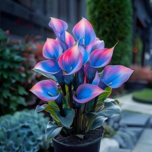 Калла Импрессия купить по цене от 590р. в интернет-магазине «Посадика» с доставкой почтой в в Пролетарске и по всей России – [изображение №1].