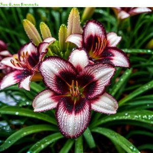 Лилейник Крим Сикл купить по цене от 799р. в интернет-магазине «Посадика» с доставкой почтой в в Пролетарске и по всей России – [изображение №1].