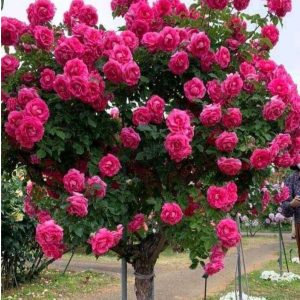 Роза Версаля купить по цене от 232р. в интернет-магазине «Посадика» с доставкой почтой в в Пролетарске и по всей России – [изображение №1].