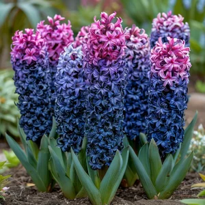 Гиацинт Блю Спринг купить по цене от 2099р. в интернет-магазине «Посадика» с доставкой почтой в в Пролетарске и по всей России – [изображение №1].