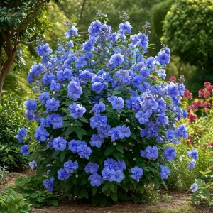 Гибискус Сансет Блоссом купить по цене от 248р. в интернет-магазине «Посадика» с доставкой почтой в в Пролетарске и по всей России – [изображение №1].