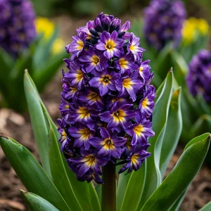 Гиацинт Вельвет Колор купить по цене от 2099р. в интернет-магазине «Посадика» с доставкой почтой в в Пролетарске и по всей России – [изображение №1].