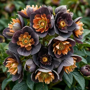 Морозник Блум Айс купить по цене от 499р. в интернет-магазине «Посадика» с доставкой почтой в в Пролетарске и по всей России – [изображение №1].