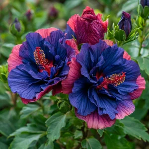 Гибискус Роуз Шайн купить по цене от 360р. в интернет-магазине «Посадика» с доставкой почтой в в Пролетарске и по всей России – [изображение №1].