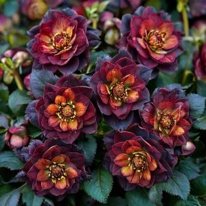 Морозник Сноу Дроп купить по цене от 348р. в интернет-магазине «Посадика» с доставкой почтой в в Пролетарске и по всей России – [изображение №1].