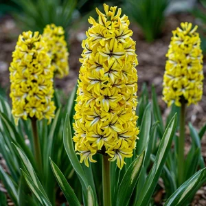 Гиацинт Сансет Голд купить по цене от 2099р. в интернет-магазине «Посадика» с доставкой почтой в в Пролетарске и по всей России – [изображение №1].