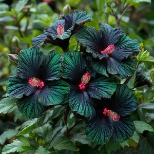 Гибискус Пикок Плюм купить по цене от 490р. в интернет-магазине «Посадика» с доставкой почтой в в Пролетарске и по всей России – [изображение №1].