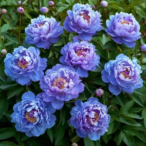 Пион Голубой лотос купить по цене от 590р. в интернет-магазине «Посадика» с доставкой почтой в в Пролетарске и по всей России – [изображение №1].