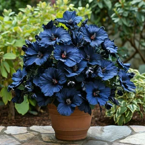 Гибискус Селестиал Флейм купить по цене от 326р. в интернет-магазине «Посадика» с доставкой почтой в в Пролетарске и по всей России – [изображение №1].