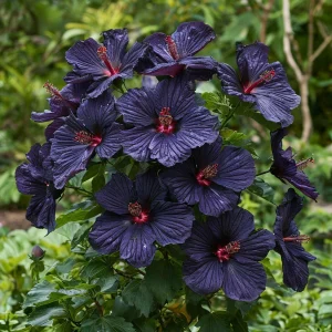 Гибискус Мэджик Момент купить по цене от 699р. в интернет-магазине «Посадика» с доставкой почтой в в Пролетарске и по всей России – [изображение №1].