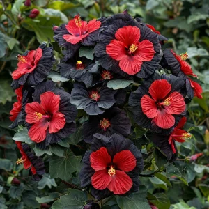 Гибискус Шиммеринг купить по цене от 720р. в интернет-магазине «Посадика» с доставкой почтой в в Пролетарске и по всей России – [изображение №1].