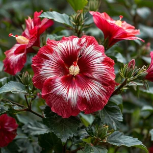 Гибискус Пурпл Мистик купить по цене от 360р. в интернет-магазине «Посадика» с доставкой почтой в в Пролетарске и по всей России – [изображение №1].