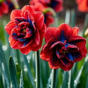 Нарцисс Эрличе купить по цене от 386р. в интернет-магазине «Посадика» с доставкой почтой в в Пролетарске и по всей России – [изображение №1].