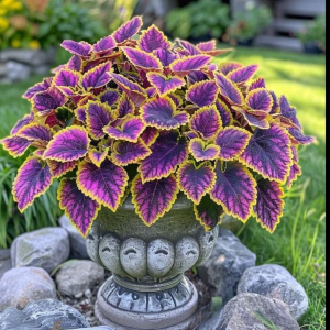 Хоста Рейдянт Чарм купить по цене от 365р. в интернет-магазине «Посадика» с доставкой почтой в в Пролетарске и по всей России – [изображение №1].