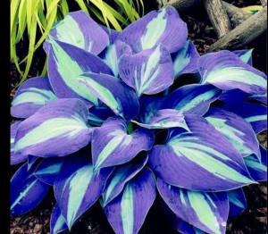 Хоста Аурелия купить по цене от 450р. в интернет-магазине «Посадика» с доставкой почтой в в Пролетарске и по всей России – [изображение №1].