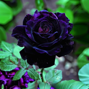 Роза Блэк Пантер купить по цене от 319р. в интернет-магазине «Посадика» с доставкой почтой в в Пролетарске и по всей России – [изображение №1].