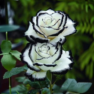 Роза Силк Ивин купить по цене от 319р. в интернет-магазине «Посадика» с доставкой почтой в в Пролетарске и по всей России – [изображение №1].