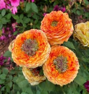 Роза Золотой Мираж купить по цене от 420р. в интернет-магазине «Посадика» с доставкой почтой в в Пролетарске и по всей России – [изображение №1].