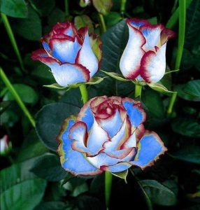 Роза Сафайер Пэтл купить по цене от 450р. в интернет-магазине «Посадика» с доставкой почтой в в Пролетарске и по всей России – [изображение №1].